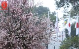 Hàng nghìn người đến lễ hội hoa anh đào vào dịp cuối tuần